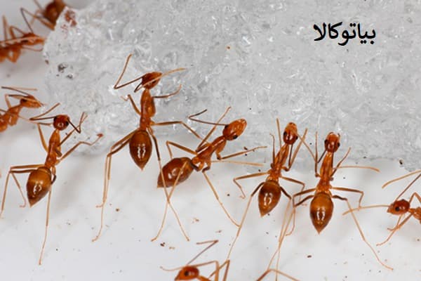 ریشه کنی مورچه در دامداری ها